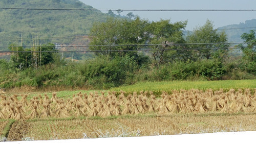 Rice Stalk Bunches.